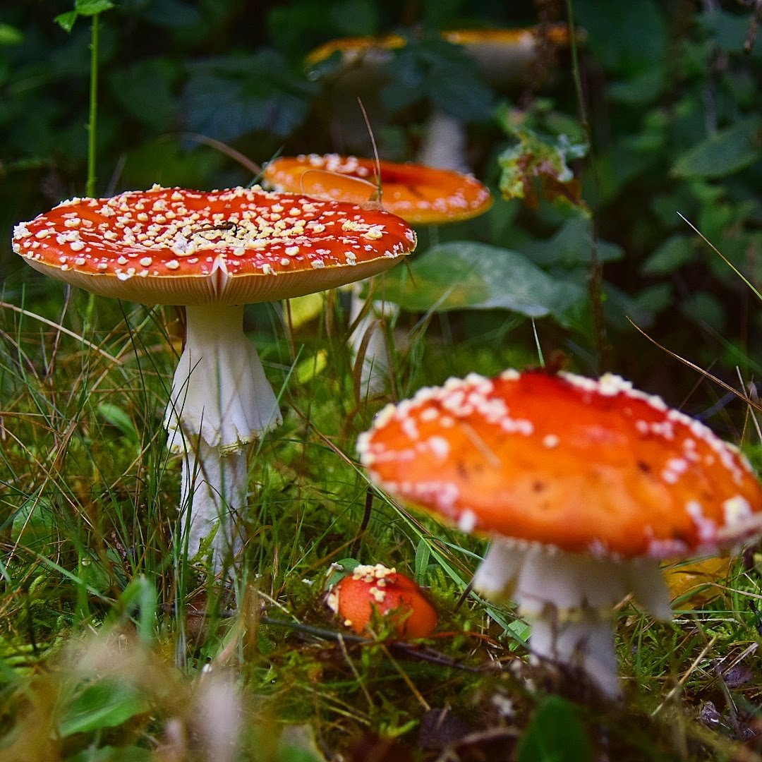 Sallandse Heuvelrug National Park